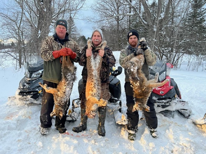 Bobcat Hunting