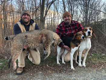 Bobcat Hunting