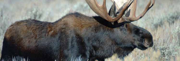 Moose Hunting